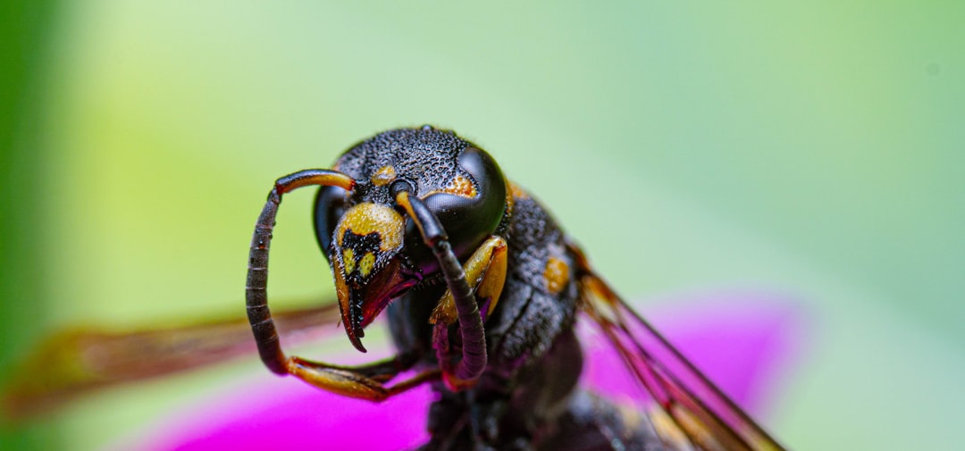 Photo Insects, comparison