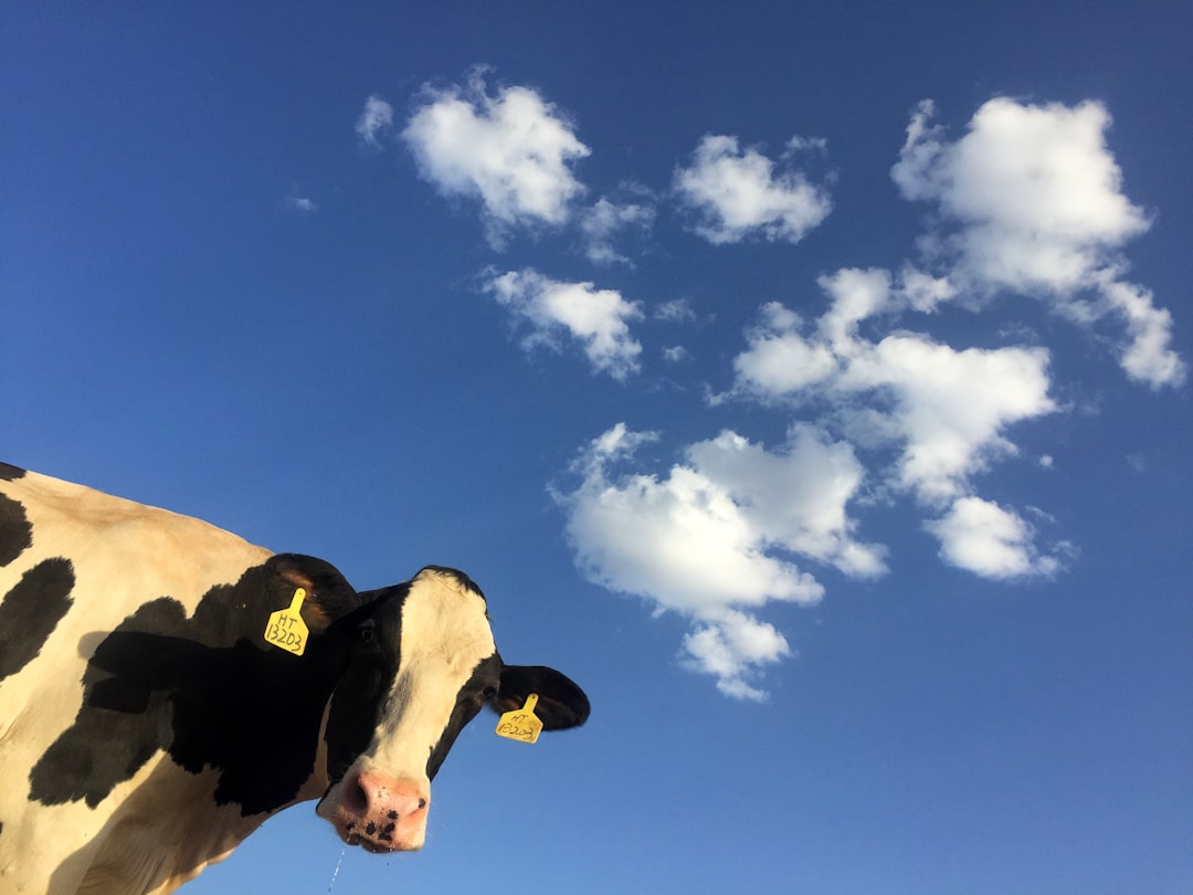 Photo Cow Milk